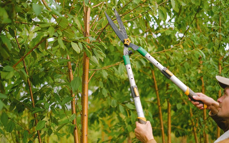 Tree trimming in Cowiche, WA