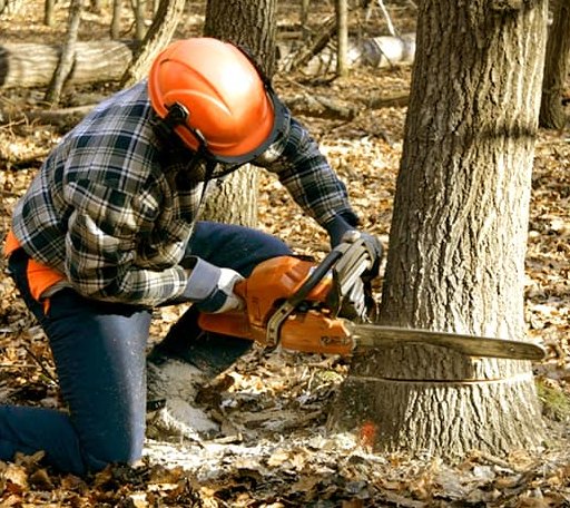 Tree Removal in Cowiche, WA